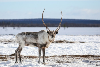 Фотография к новости: Дикие северные олени в России научились самоизолироваться