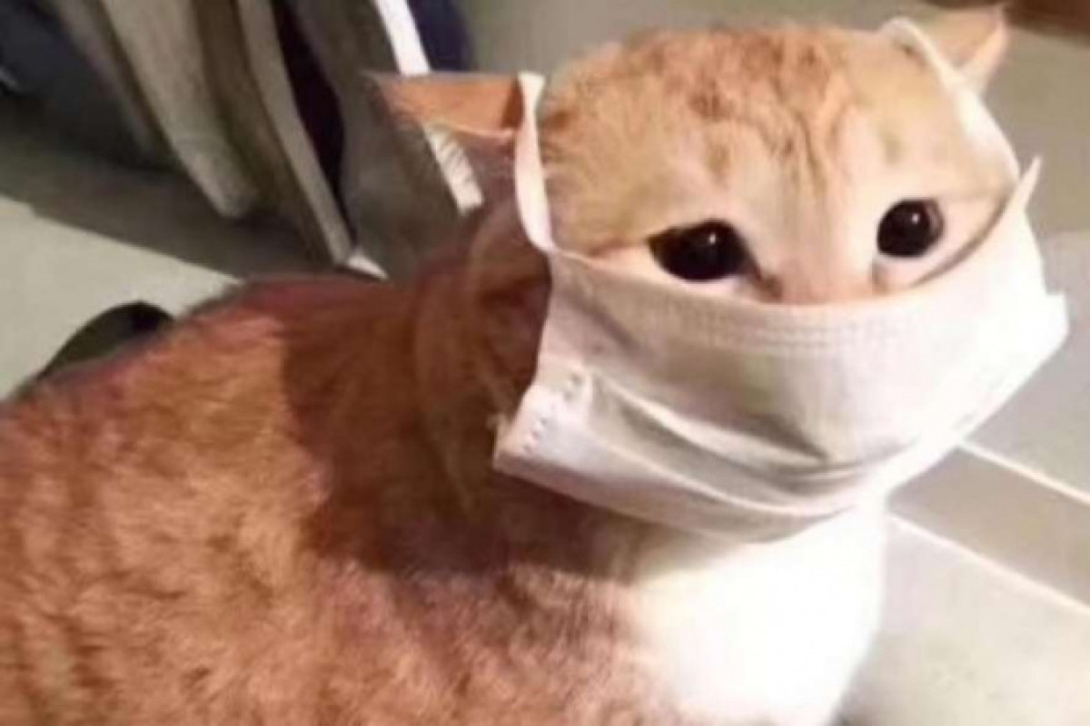 иллюстративное