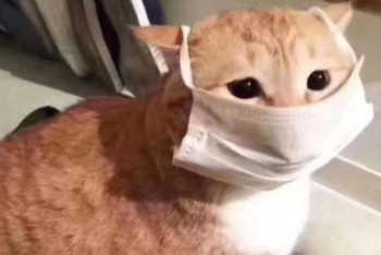 Фотография к новости: Ученые обнаружили коронавирус у кошек в Ухане