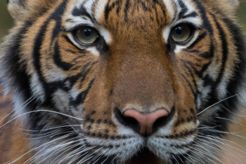 Фотография к новости: Тигрица заразилась коронавирусом в зоопарке Нью-Йорка