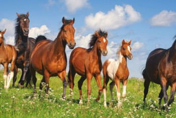 Фотография к новости: Барымтачи украли лошадей на 40 млн тенге в Алматинской области