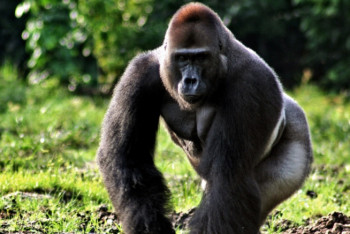 Фотография к новости: Обезьяны могут вымереть из-за CoVID-19