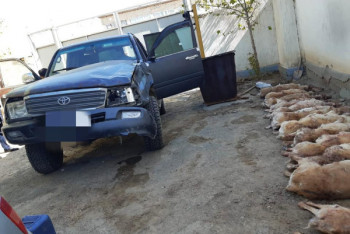 Фотография к новости: Браконьеры застрелили 54 сайгака и ушли от погони в Кызылординской области