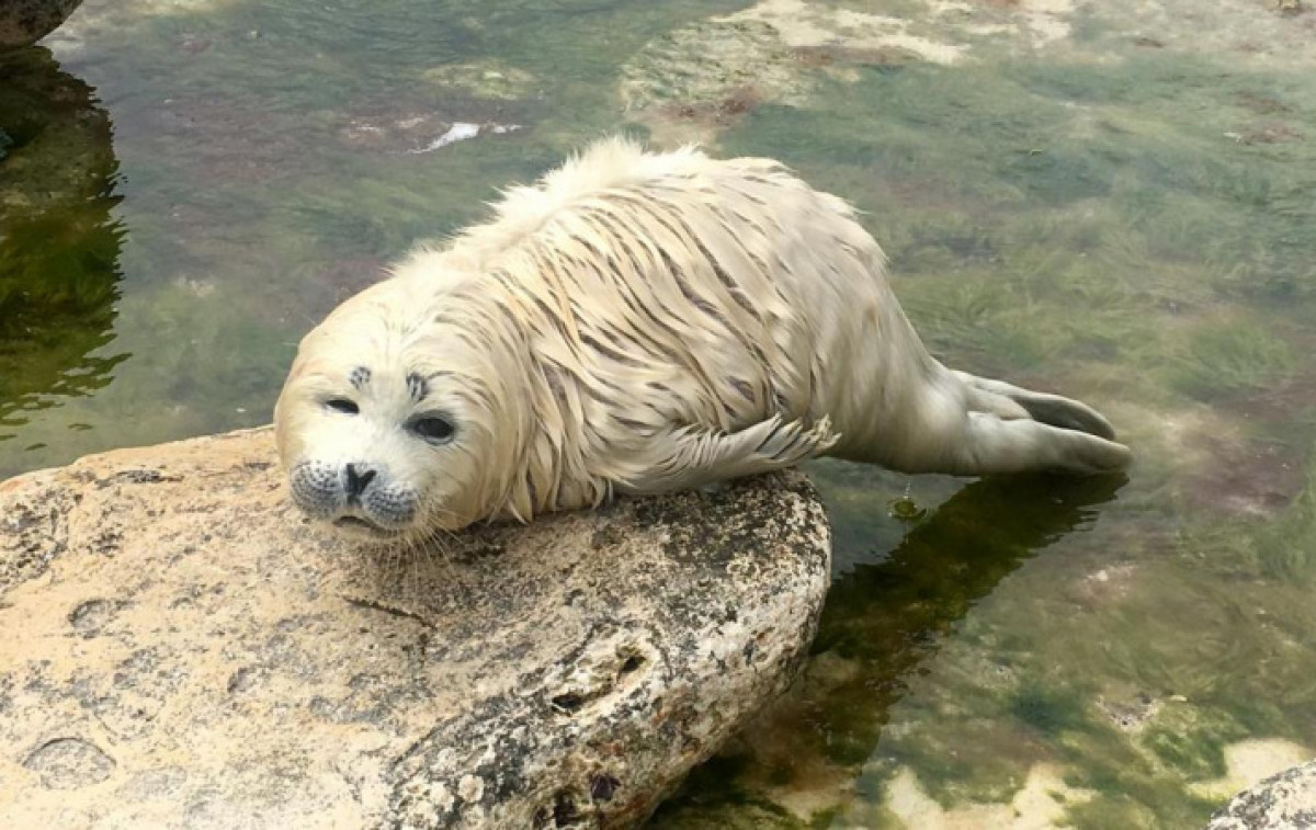 Детеныша тюленя спасли в Актау