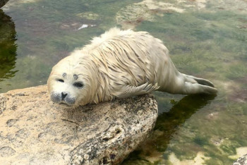 Фотография к новости: Детеныша тюленя спасли в Актау