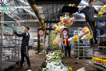 Фотография к новости: 400 миллионов цветов из-за CoVID-19 уничтожены в Нидерландах