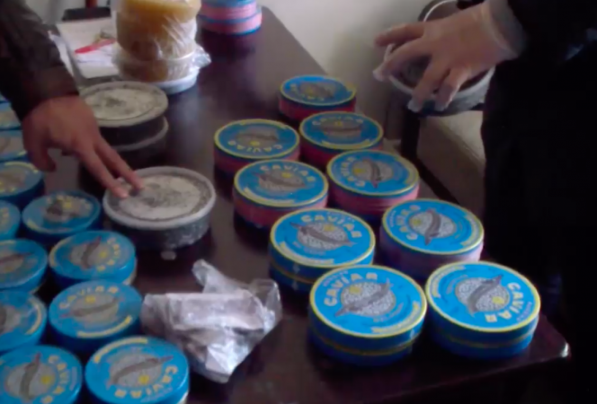 КНБ изъял крупную партию икры у жителя Атырау