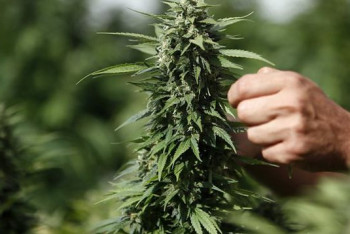 Фотография к новости: 60 кустов конопли вырастил у себя во дворе житель Туркестанской области