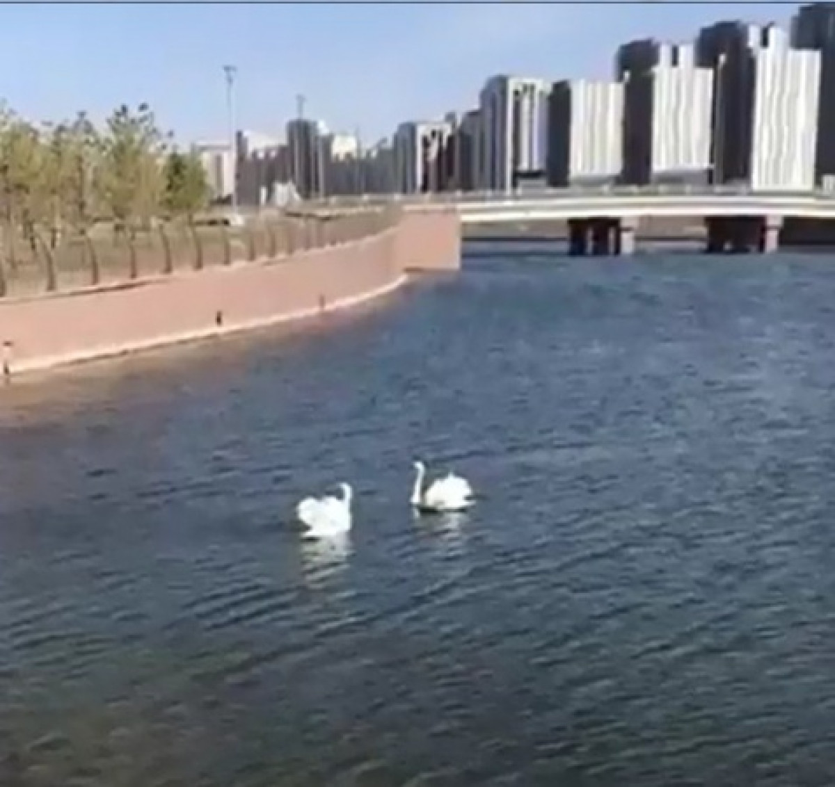 Лебеди прилетели в ботанический сад Нур-Султана