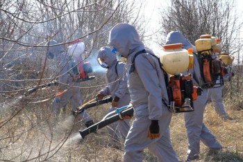 Фотография к новости: Комаров и мошек начали травить в Нур-Султане