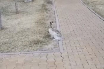 Фотография к новости: "Смотрите, он даже не боится меня" – зайца сняли на видео в центре Нур-Султана