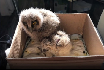 Фотография к новости: В алматинском зоопарке обратились к "спасателям потерявшихся совят"