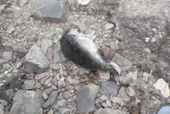 Фотография к новости: Мертвых тюленей обнаружили на побережье Каспийского моря