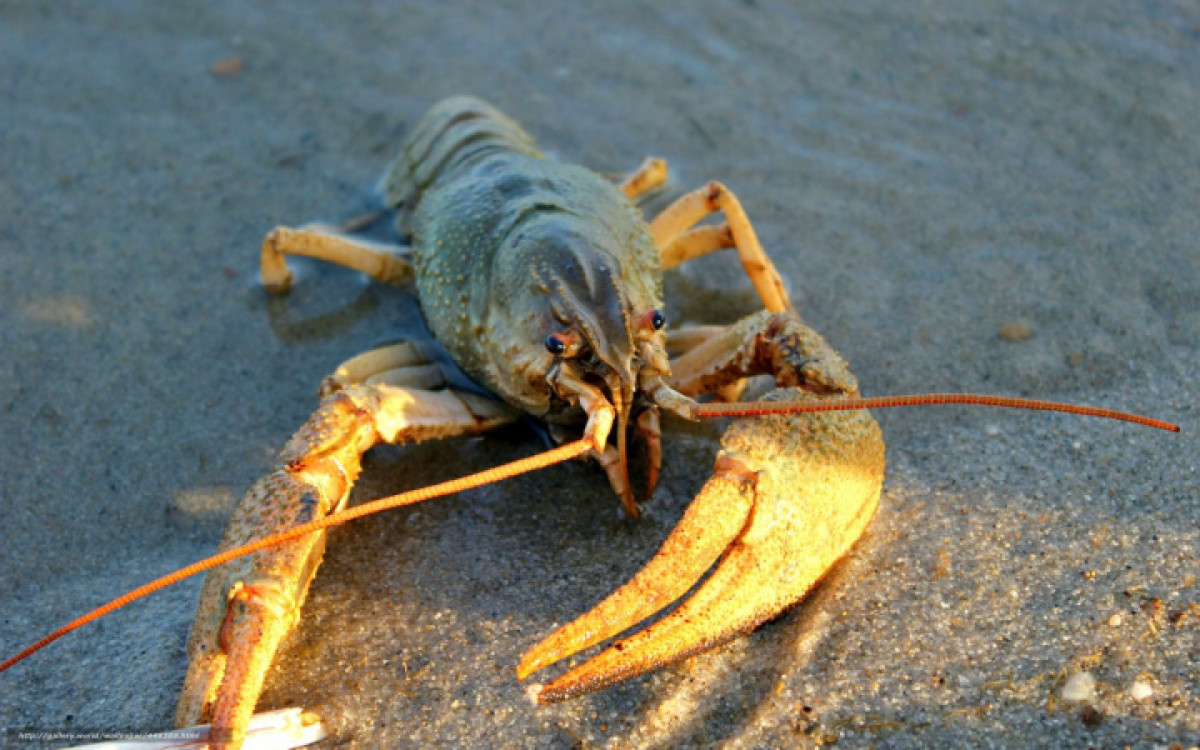 иллюстративное