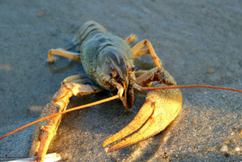 Фотография к новости: Раков выбросило на берег в Мангистауской области