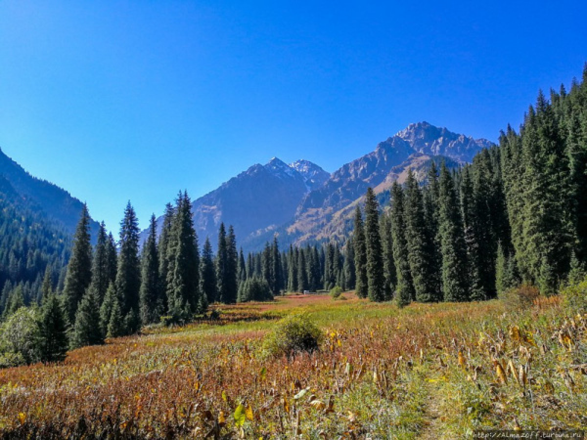 В незаконном предоставлении земли в Иле-Алатауском нацпарке подозревают сельского акима