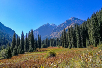 В незаконном предоставлении земли в Иле-Алатауском нацпарке подозревают сельского акима