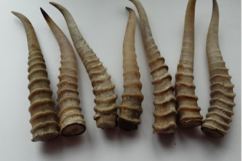 Фотография к новости: Задержаны браконьеры с 227 рогами сайгака в ЗКО