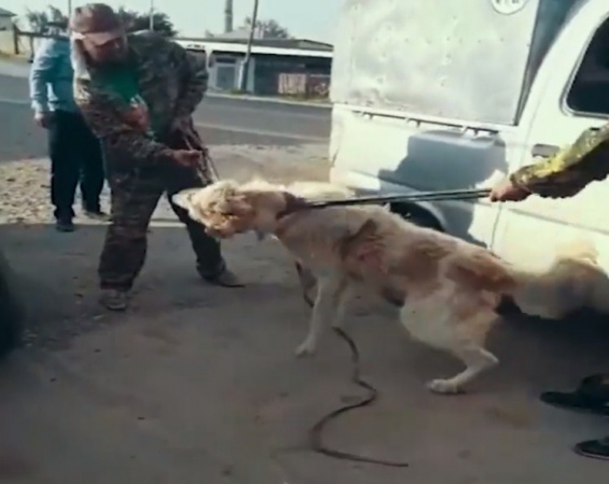 Собака напала и покусала людей в Шымкенте