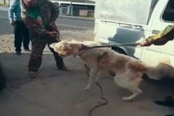Фотография к новости: Собака напала и покусала людей в Шымкенте