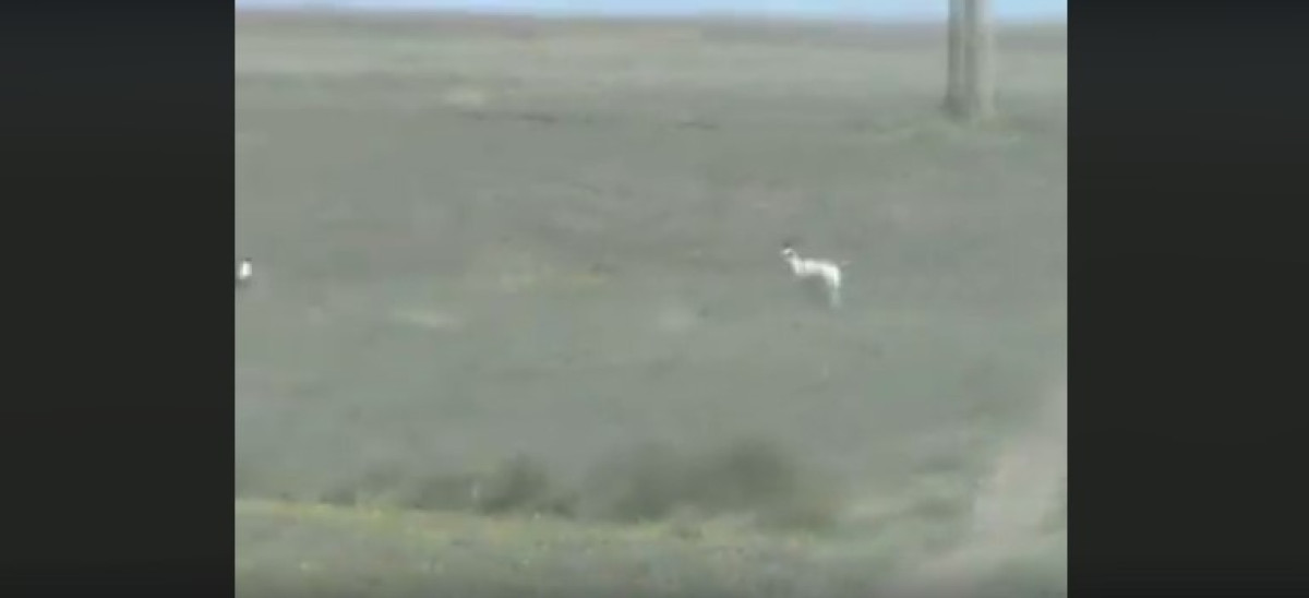 Джейран-альбинос попал на видеокамеру в Чарынском национальном парке