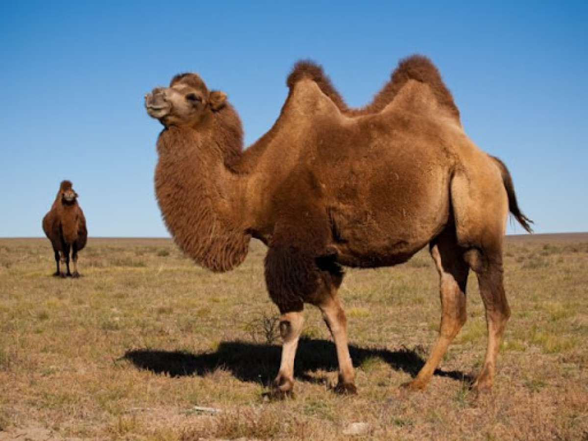 иллюстративное