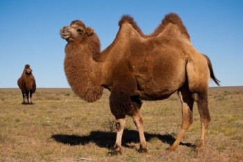 Фотография к новости: Оспу выявили у верблюдов в Мангистауской области