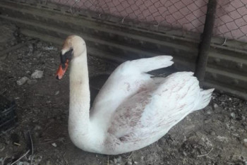 Фотография к новости: Раненого лебедя-шипуна спасли в Атырау