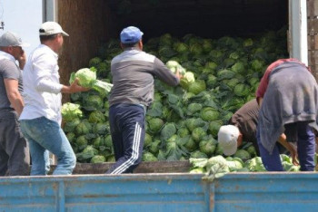 Фотография к новости: В детдома и малообеспеченным направят 300 тонн капусты фермеры Туркестанской области