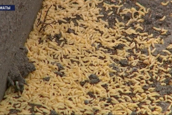 Фотография к новости: Черви усыпали собой улицы Алматы