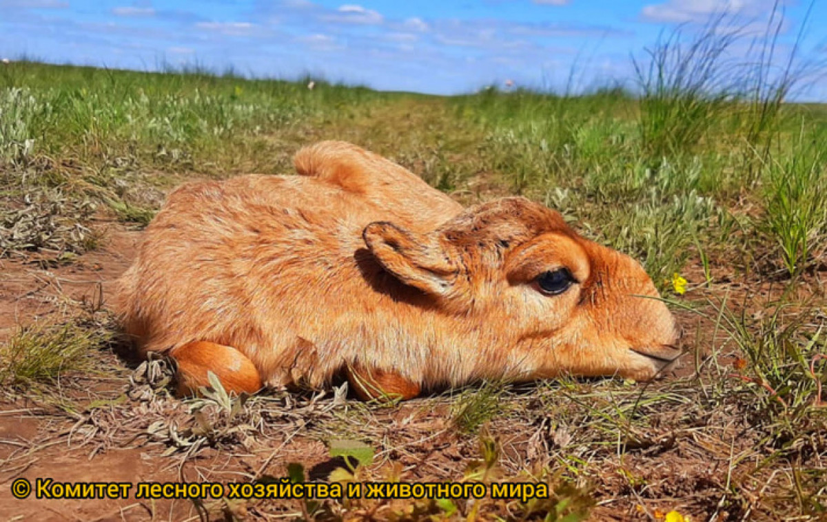 Первые сайгачата родились в степи Казахстана