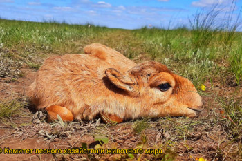 Фотография к новости: Первые сайгачата родились в степи Казахстана