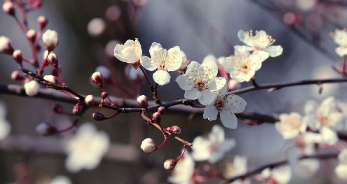 иллюстративное