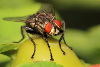 Фотография к новости: Какие насекомые могут распространять коронавирус - вирусолог
