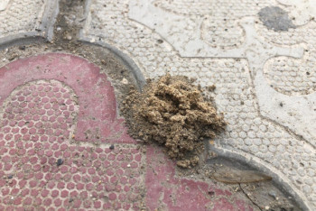 Фотография к новости: На нашествие термитов пожаловались жители Мангистау