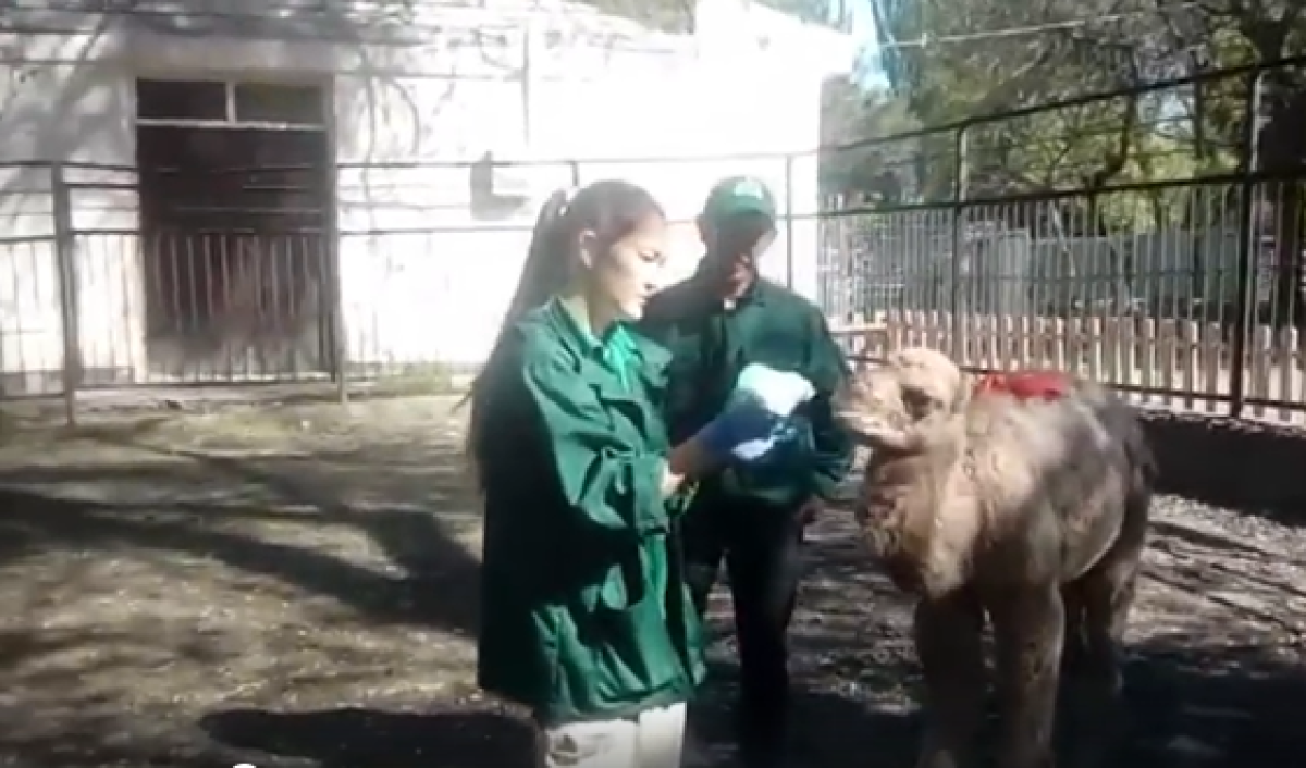 Скриншот из видео / facebook.com/ZOOAlmaty