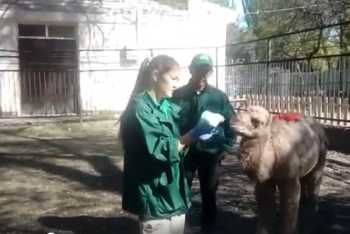 Фотография к новости: Верблюжонок родился в алматинском зоопарке