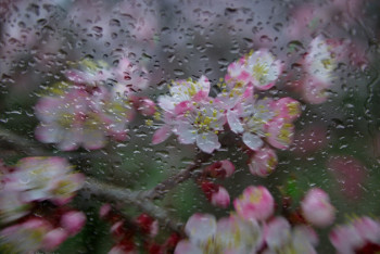 Фотография к новости: Дожди прогнозируют синоптики в Казахстане 13 мая