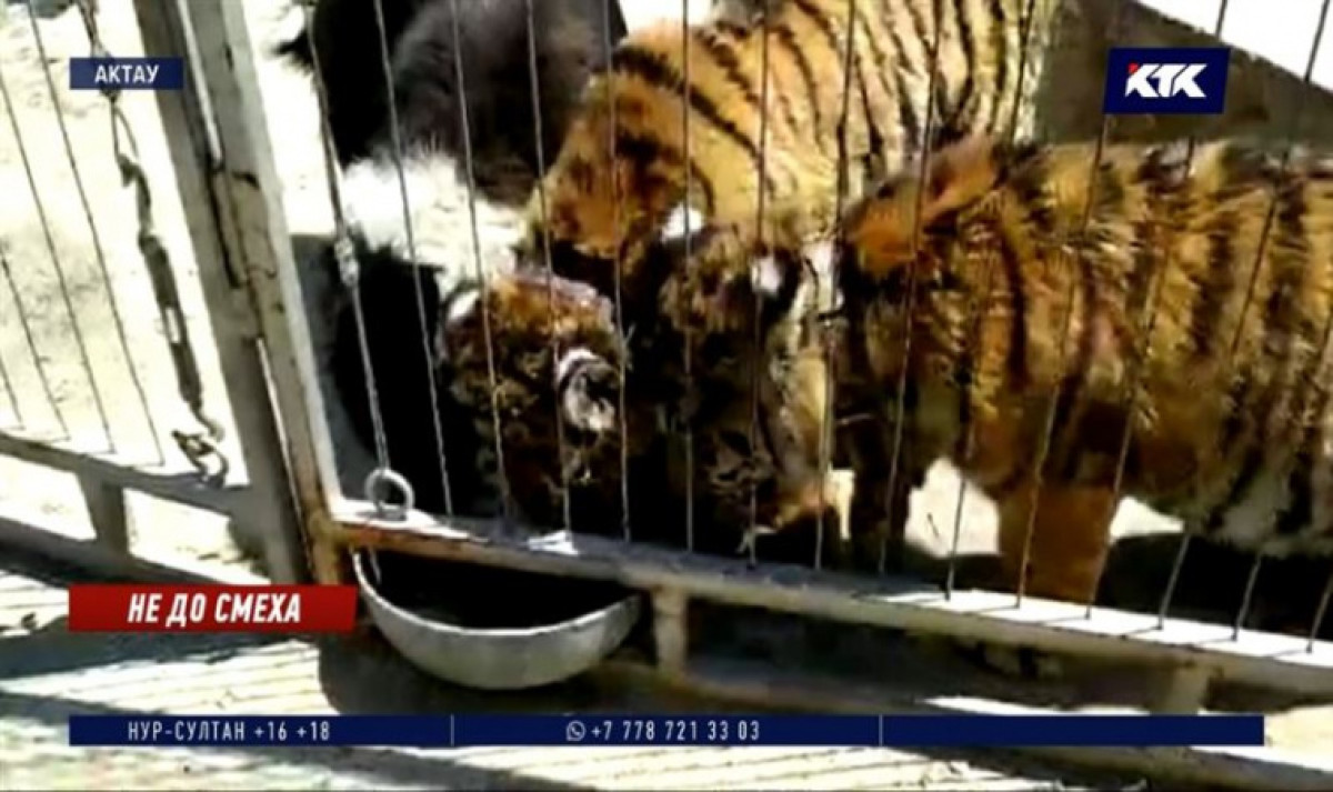 кадр из видео