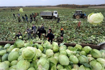 Фотография к новости: Решился вопрос с туркестанской капустой, сбыт которой оказался под срывом