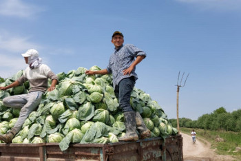 Фотография к новости: 500 тонн туркестанской капусты, сбыт которой был под срывом, отправят в Беларусь