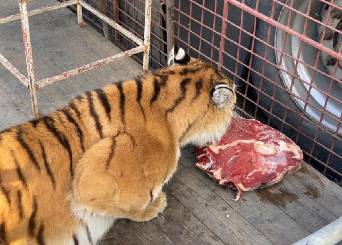 предоставлено супругами Юсуповыми