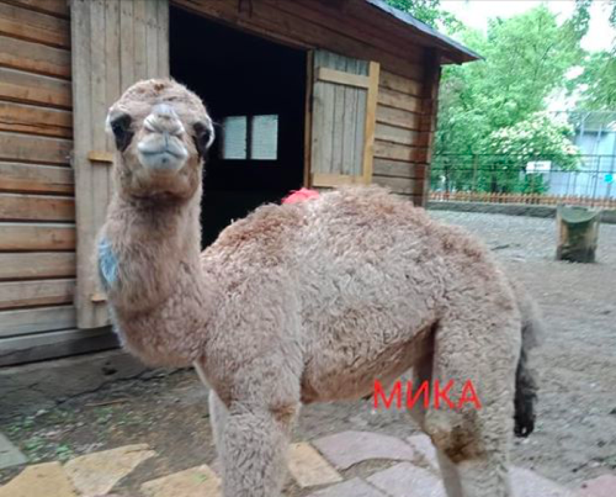 Верблюжонку дали имя в Алматинском зоопарке