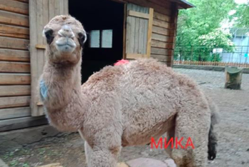 Фотография к новости: Верблюжонку дали имя в Алматинском зоопарке