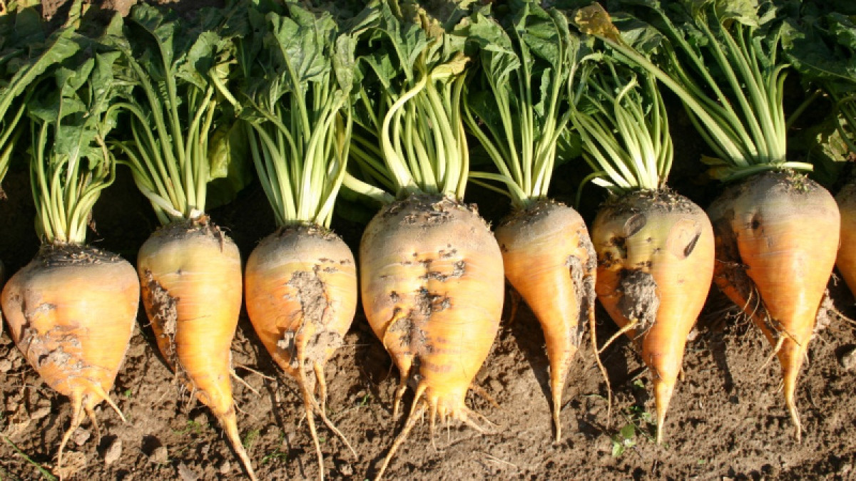 Зачем Казахстану сахарный завод в Павлодарской области