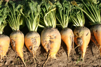 Зачем Казахстану сахарный завод в Павлодарской области