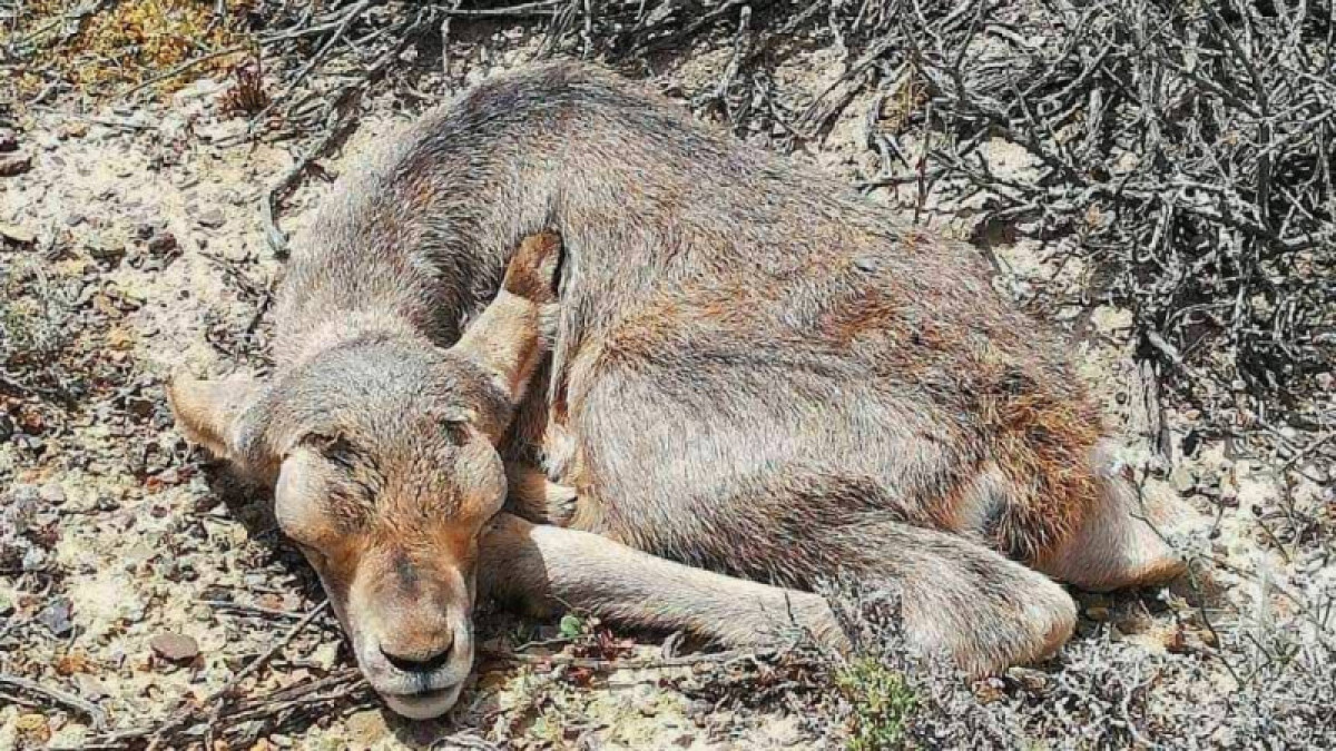 Иллюстративное: Дилдахмет / Facebook