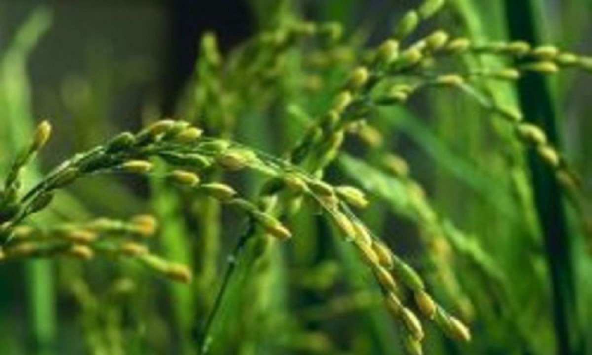 Посевы риса под угрозой гибели в Кызылординской области