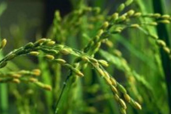 Фотография к новости: Посевы риса под угрозой гибели в Кызылординской области