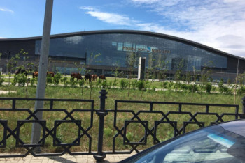 Фотография к новости: Природа настолько очистилась, что на вокзал в Нур-Султане вернулись лошади